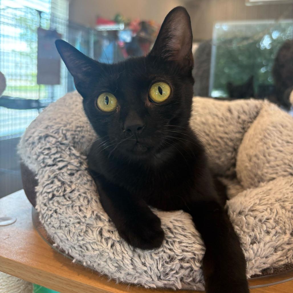Enlarge Hulu, a Adoptable Domestic Short Hair in Louisville, KY image 2/5