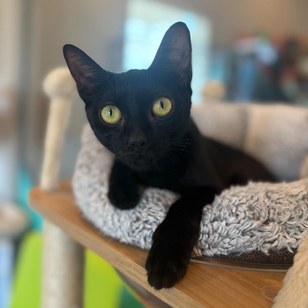 Enlarge Hulu, a Adoptable Domestic Short Hair in Louisville, KY image 3/5