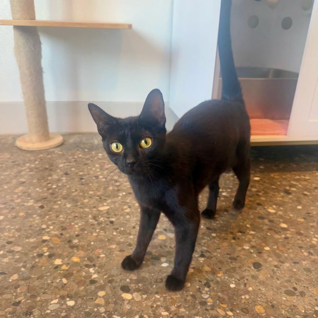 Enlarge Hulu, a Adoptable Domestic Short Hair in Louisville, KY image 4/5