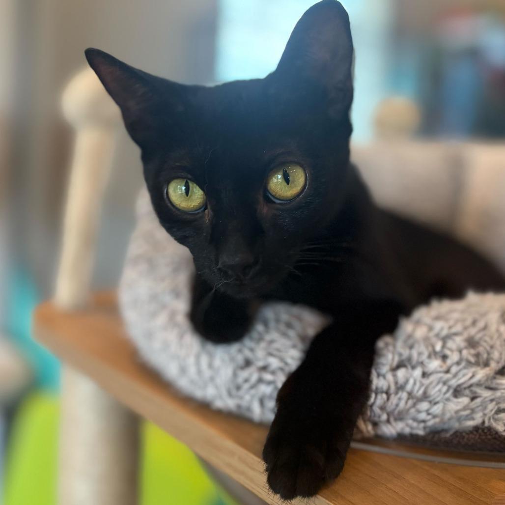 Enlarge Hulu, a Adoptable Domestic Short Hair in Louisville, KY image 5/5