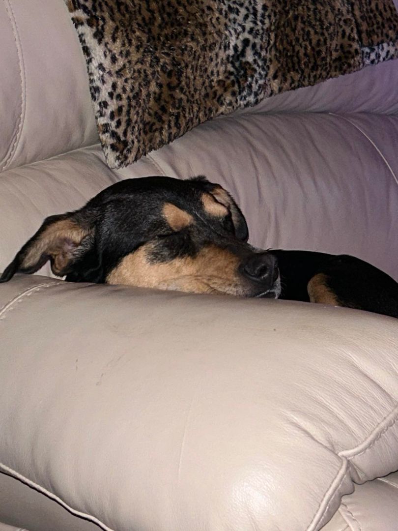 Enlarge Gunner, a Adoptable mixed breed in Columbia, MO image 3/6