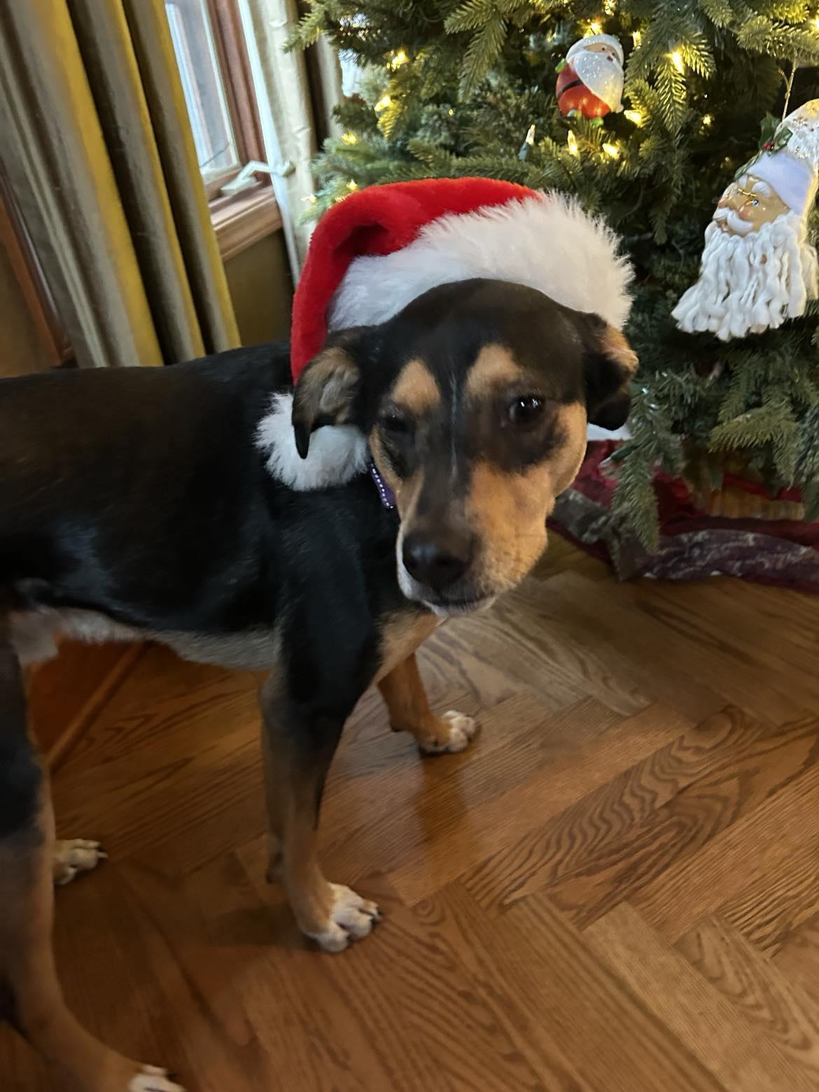 Enlarge Gunner, a Adoptable mixed breed in Columbia, MO image 2/6