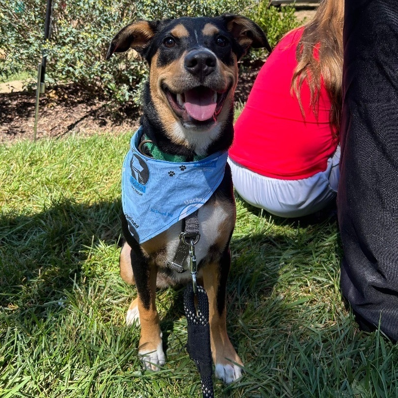 Gunner, Adoptable, Adult Male German Pinscher & German Shepherd Dog.