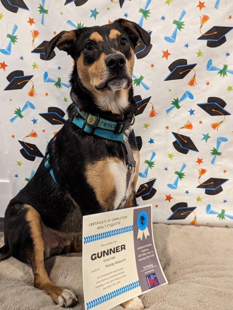 Enlarge Gunner, a Adoptable mixed breed in Columbia, MO image 4/6