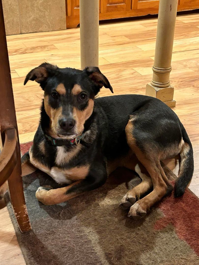 Enlarge Gunner, a Adoptable mixed breed in Columbia, MO image 5/6