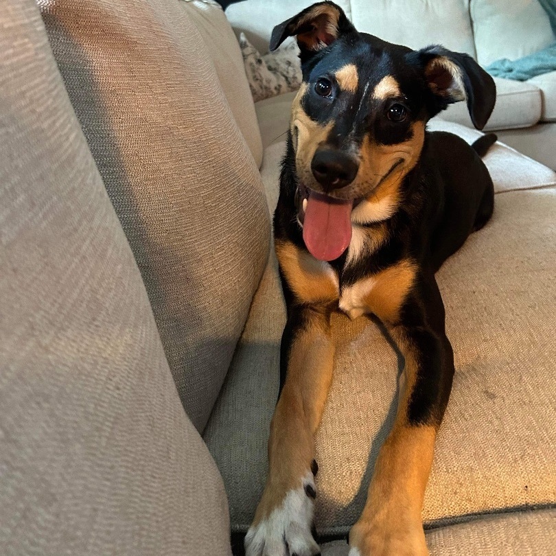 Enlarge Gunner, a Adoptable mixed breed in Columbia, MO image 6/6