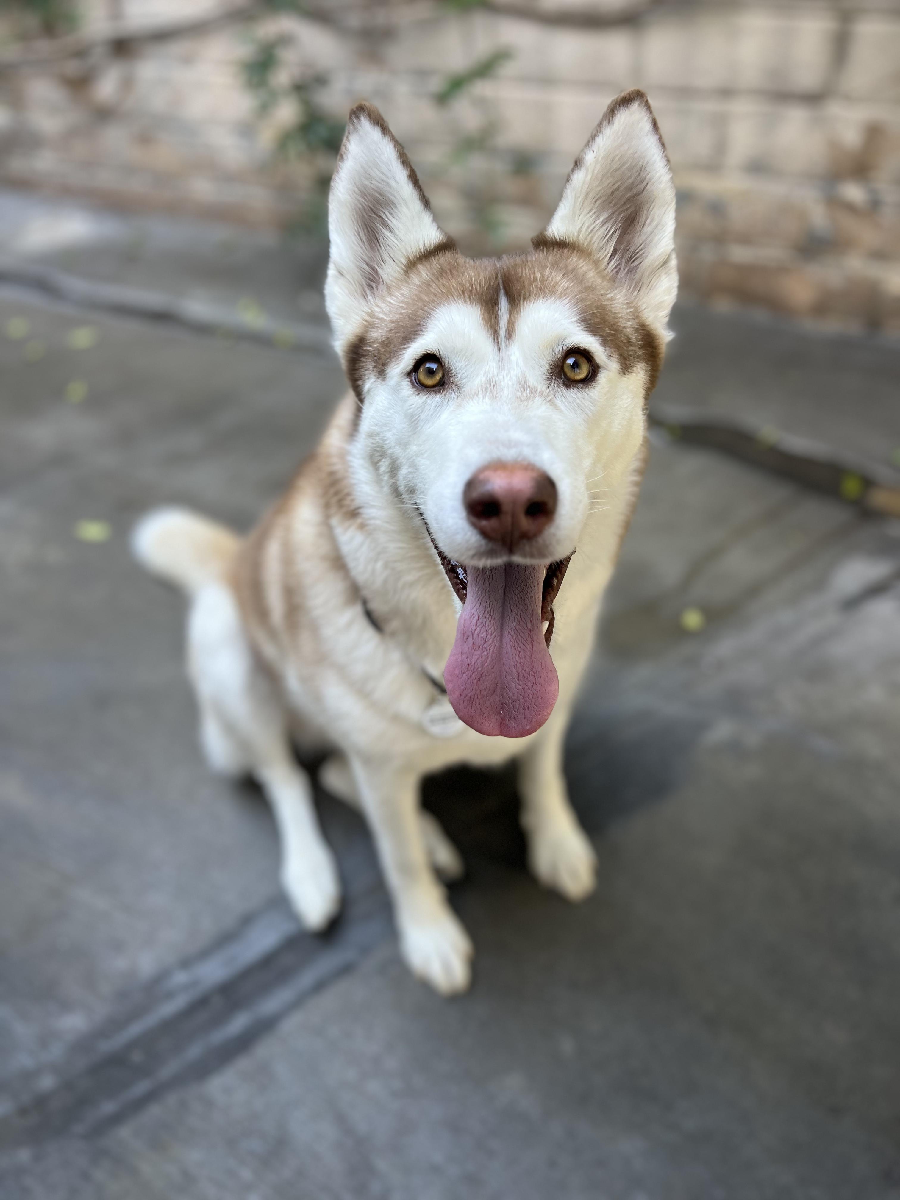 Juna, Adopted, Young Female Husky.