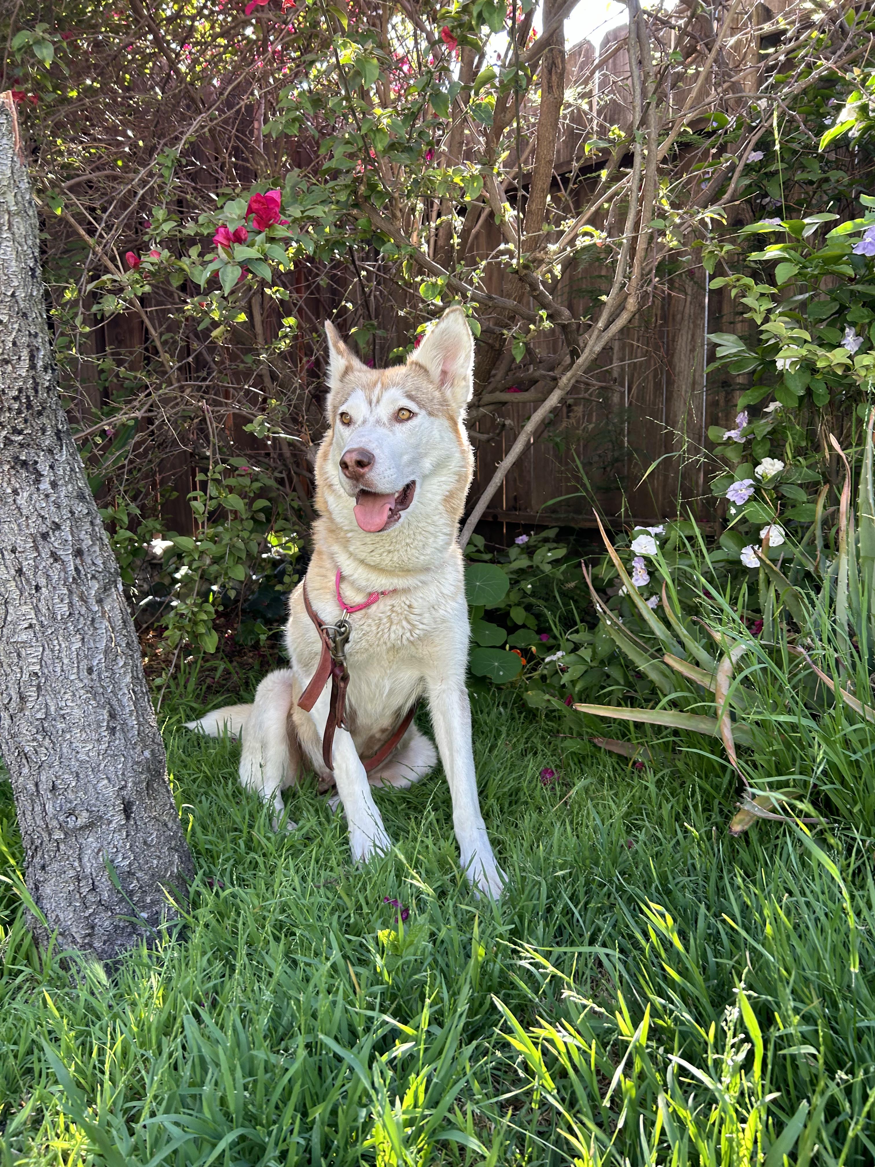 Enlarge Juna, a Adopted Husky in Beverly Hills, CA image 3/3