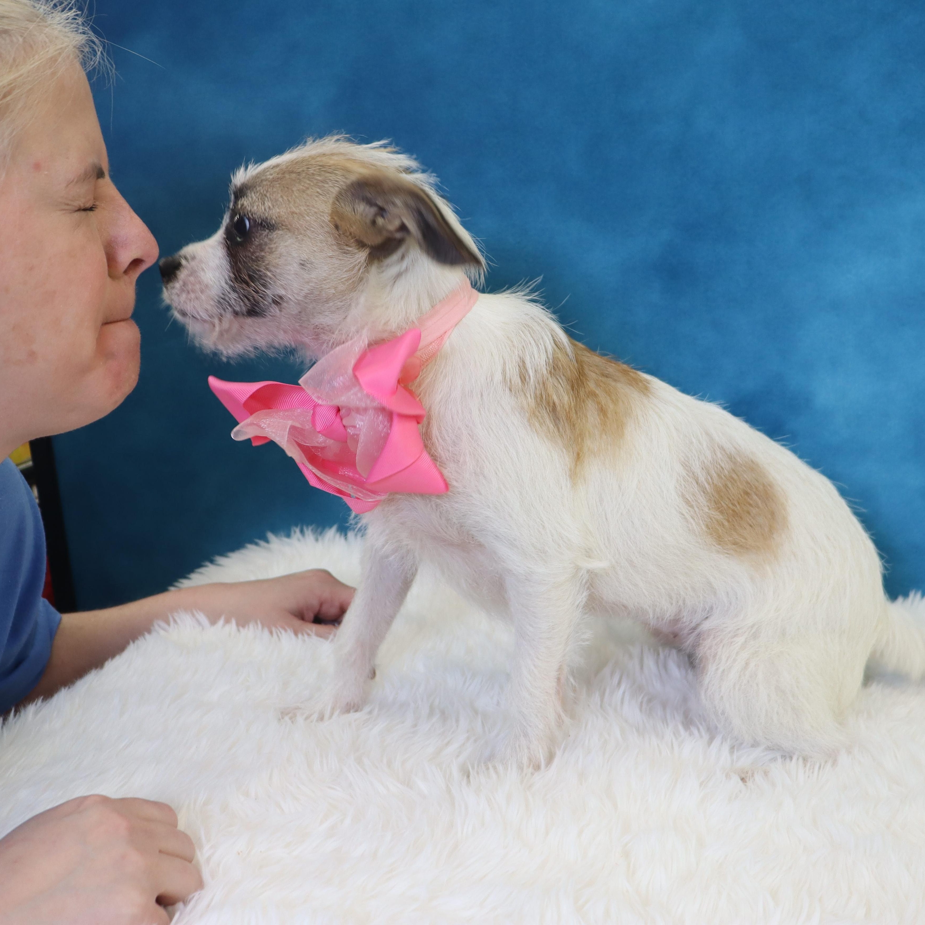 Enlarge Holly, an adopted mixed breed in League City, TX image 4/5