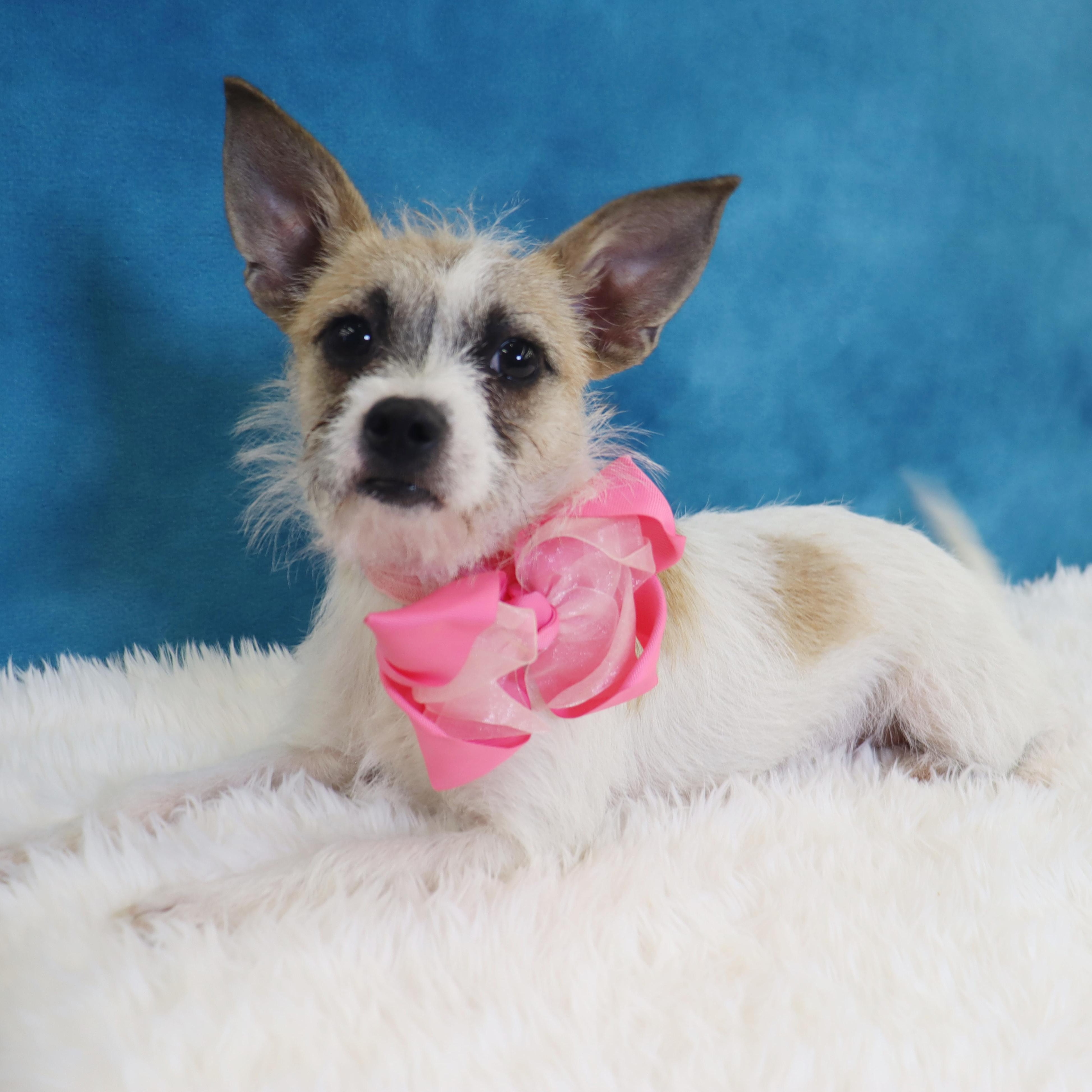 Holly, adopted, Young Female Chihuahua.