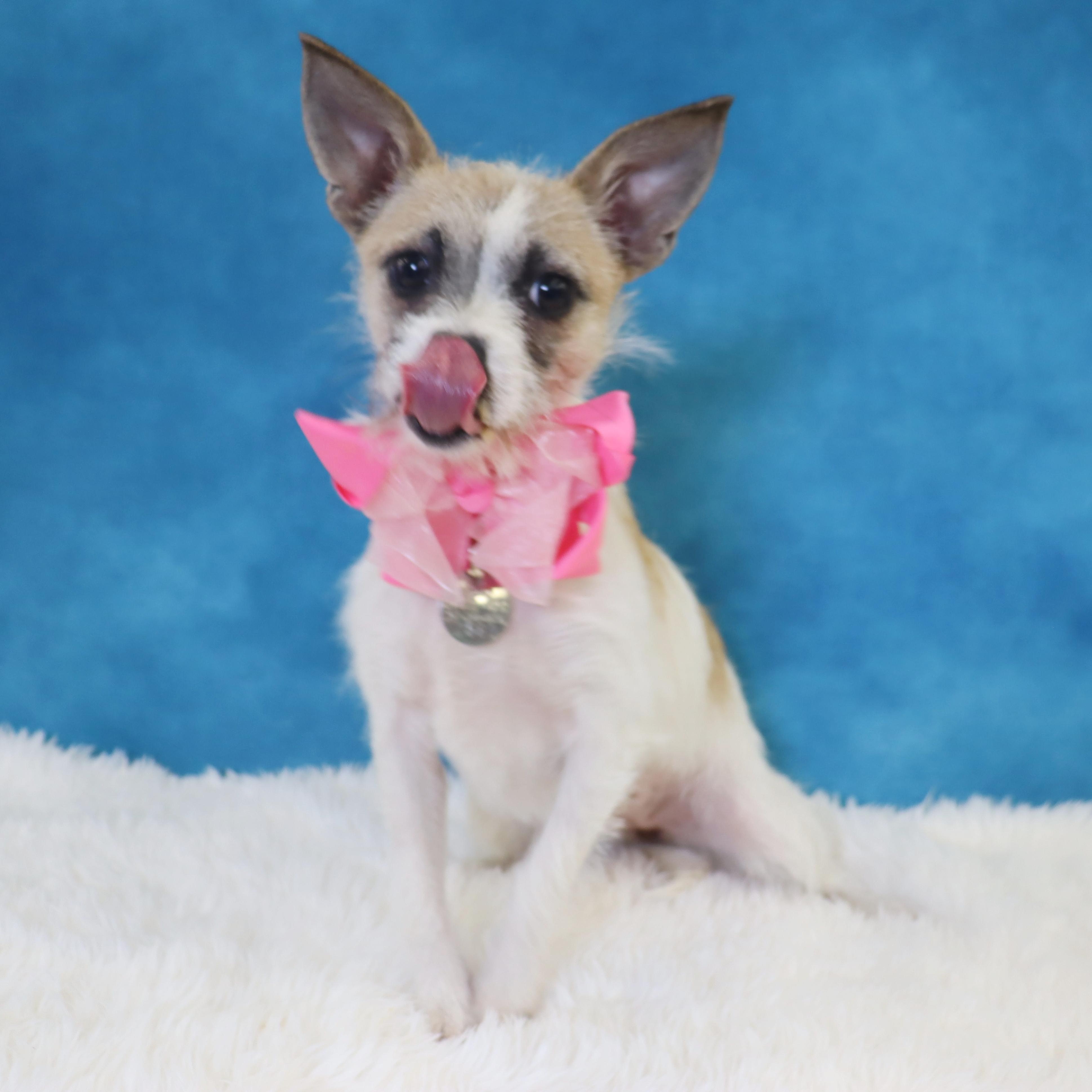 Enlarge Holly, an adopted mixed breed in League City, TX image 2/5