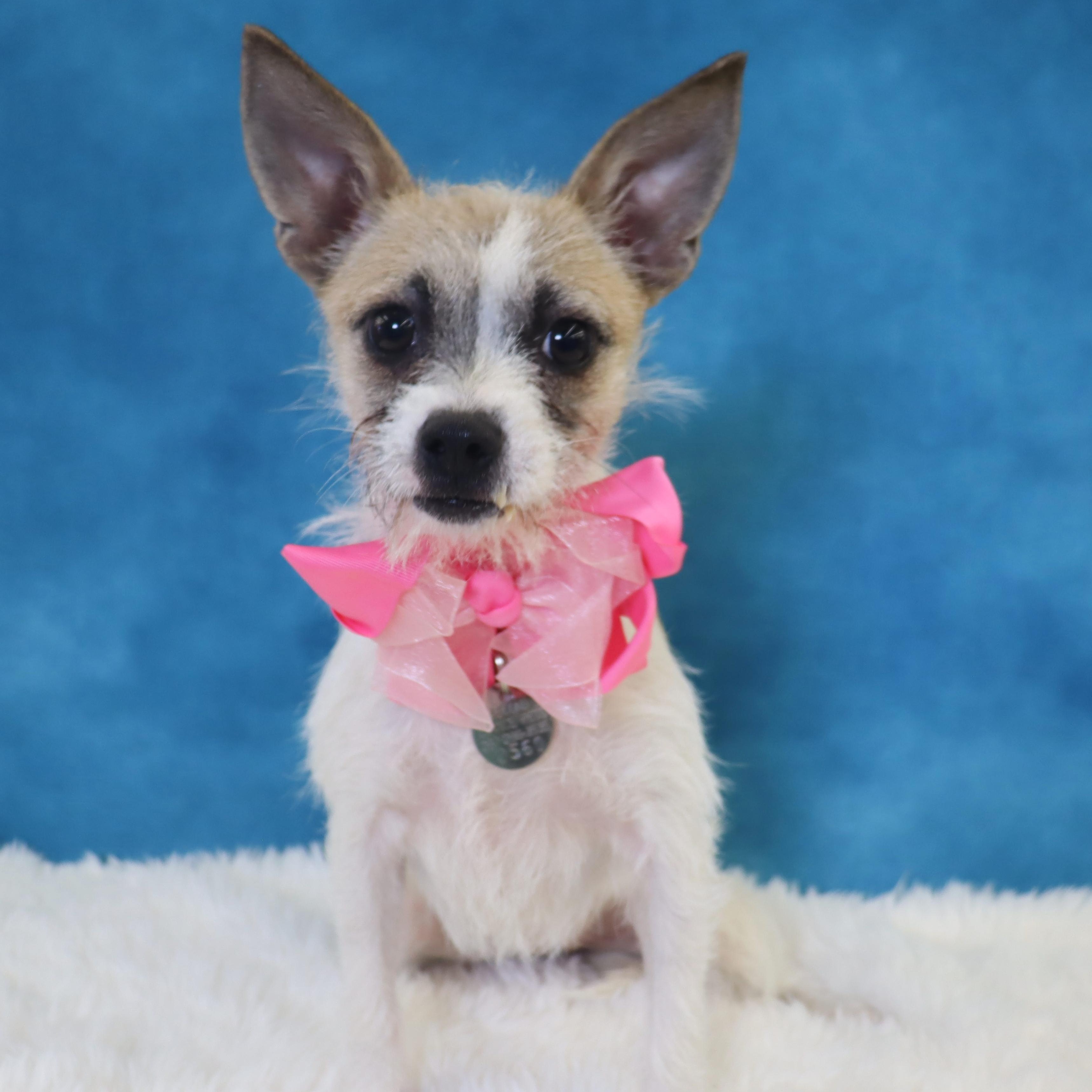 Enlarge Holly, an adopted mixed breed in League City, TX image 3/5