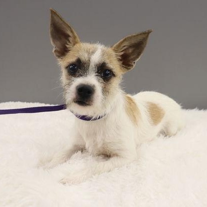 Enlarge Holly, an adopted mixed breed in League City, TX image 5/5