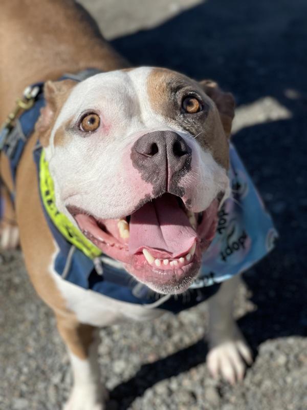Glinda, Adoptable, Adult Female Pit Bull Terrier.