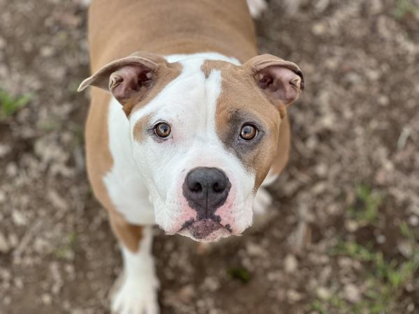 Enlarge Glinda, a Adoptable mixed breed in Santa Rosa, CA image 5/6
