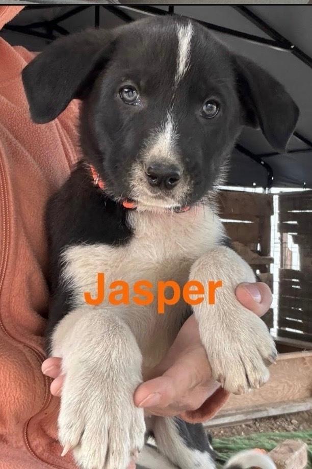 Enlarge Jasper, a Adoptable mixed breed in Vancouver, WA image 1/1