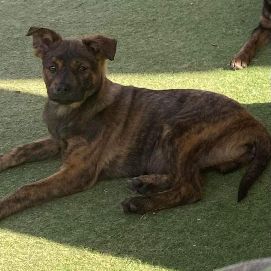 Caleb, Adoptable, Adult Male Pug & Mixed Breed.