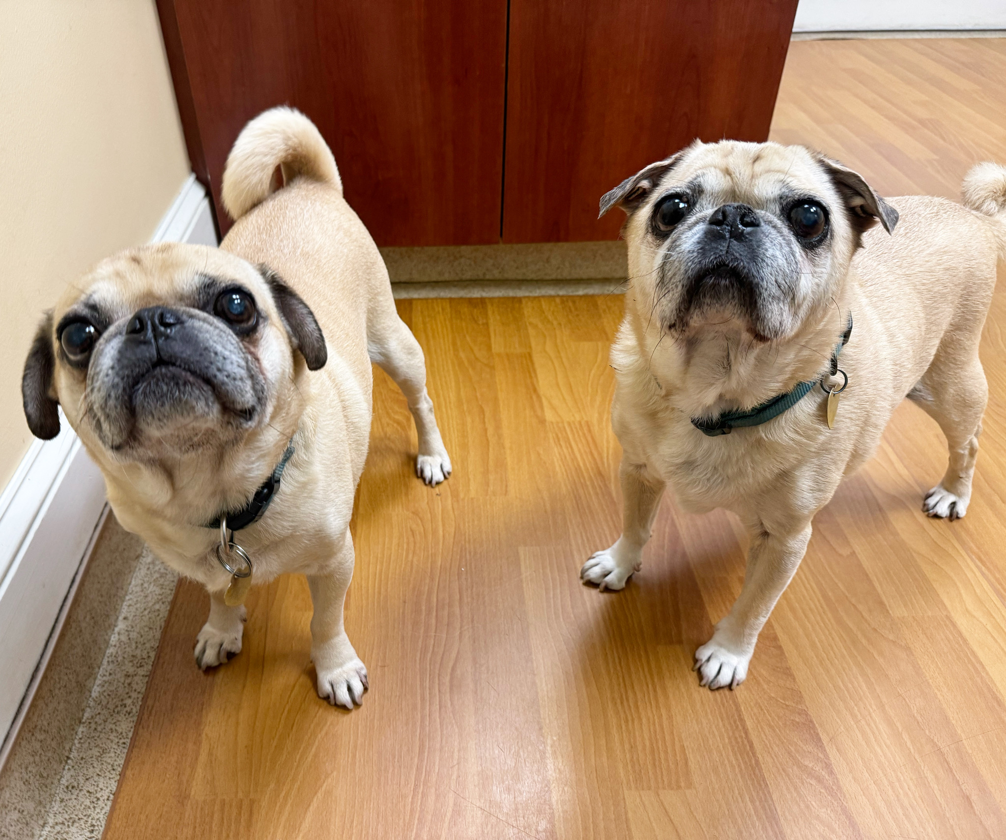 Dog for adoption Mugsy and Knuckles, a Pug in Foster, RI Petfinder