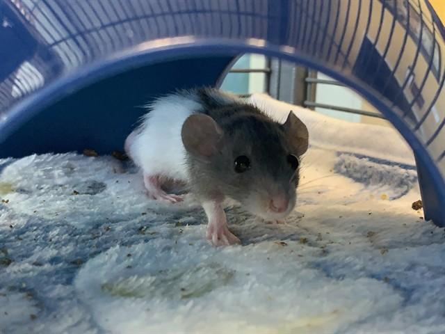 Oreo, adopted, Young Male Rat.