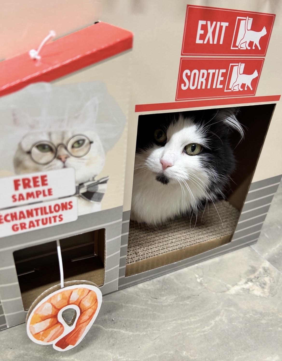 Diva Boots, ADOPTABLE, Adult Female Domestic Long Hair.