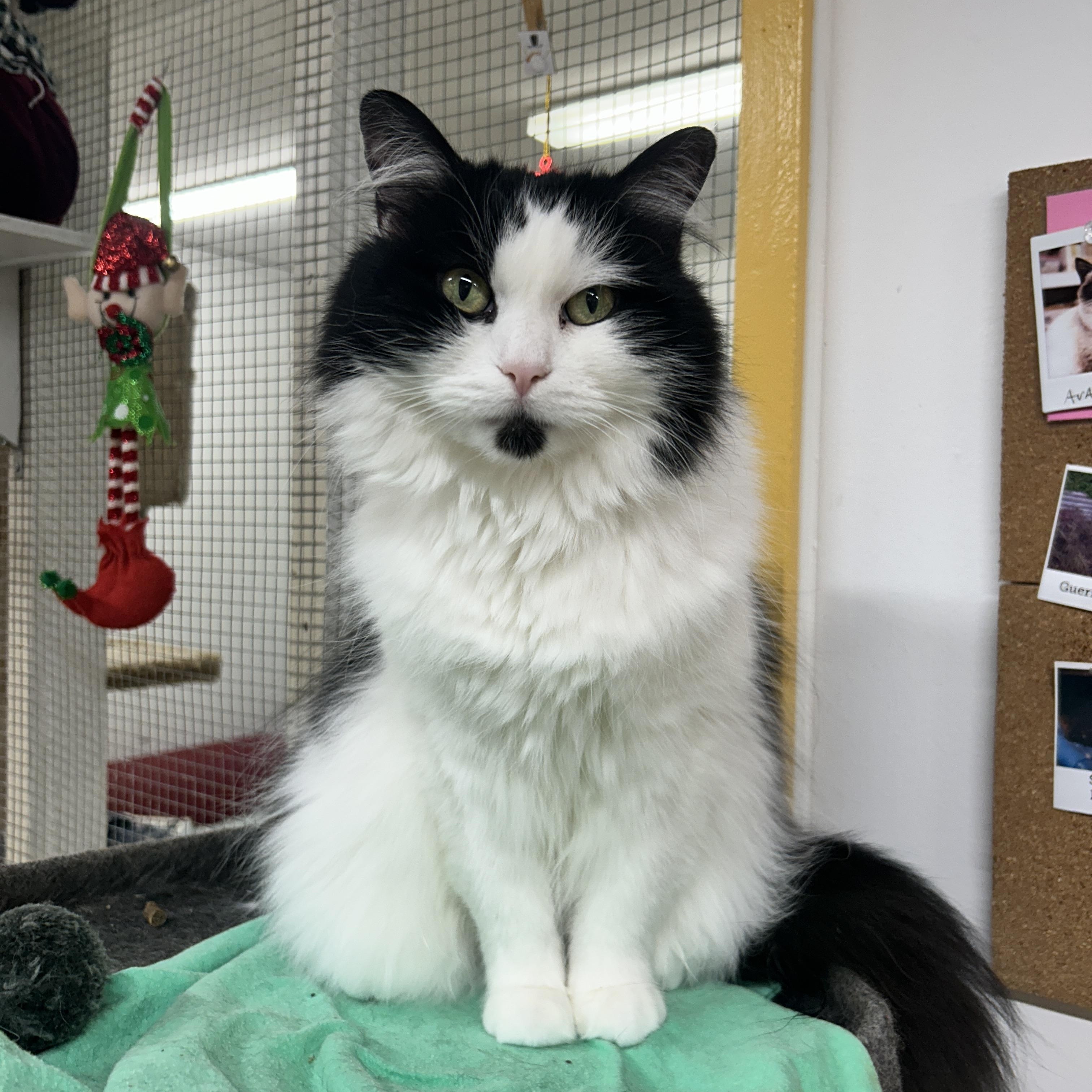 Enlarge Diva Boots, a ADOPTABLE Domestic Long Hair in Maple Ridge, BC image 1/6