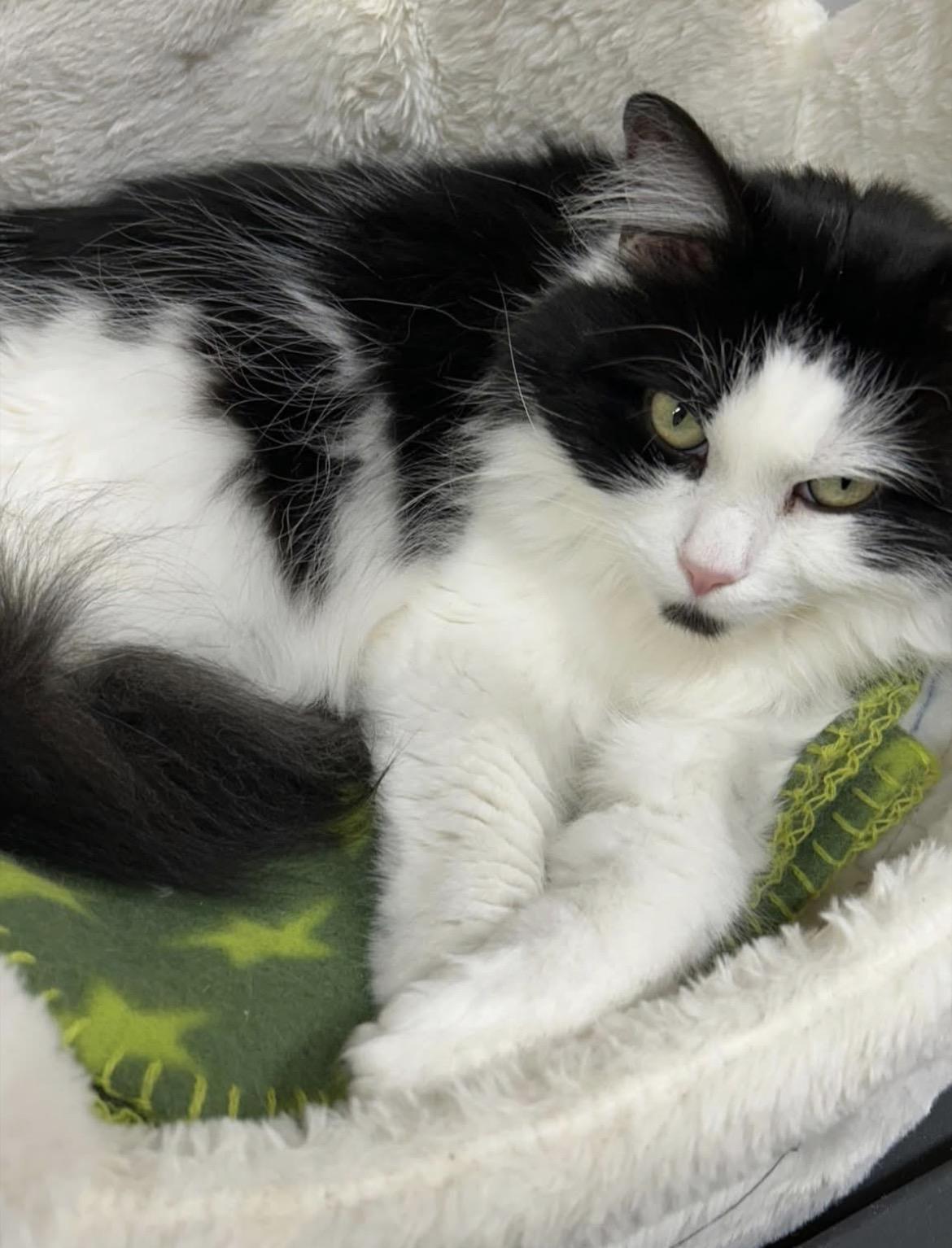 Diva Boots, Adoptable, Adult Female Domestic Long Hair.