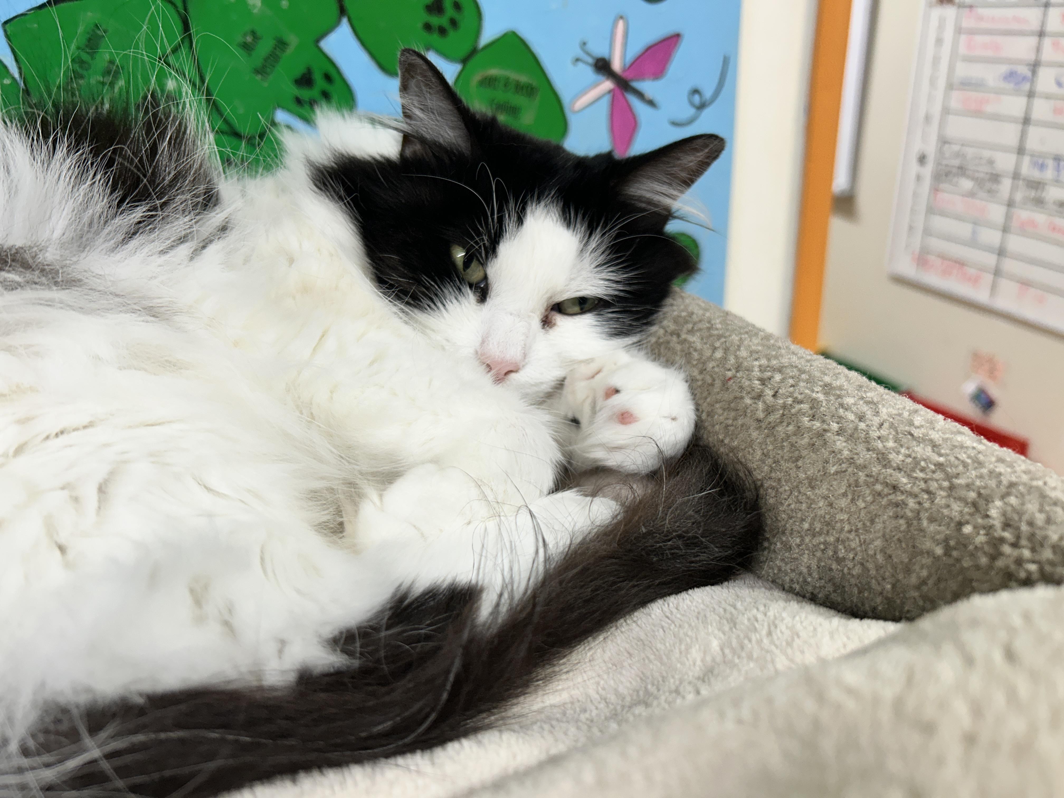 Enlarge Diva Boots, a Adoptable Domestic Long Hair in Maple Ridge, BC image 6/6