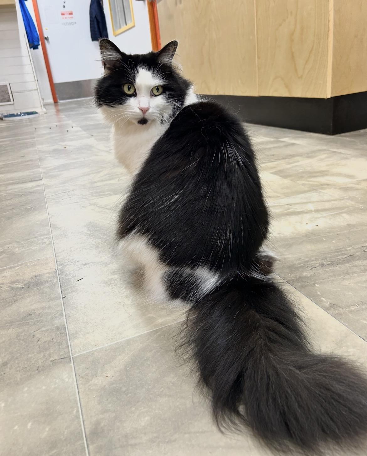 Diva Boots, ADOPTABLE, Adult Female Domestic Long Hair.