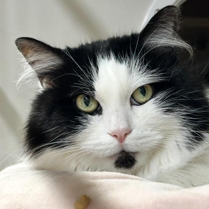 Diva Boots, ADOPTABLE, Adult Female Domestic Long Hair.