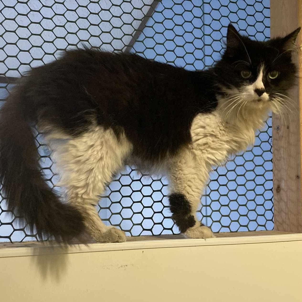 Enlarge Patches, an adopted Domestic Long Hair in St. Marys, WV image 2/2