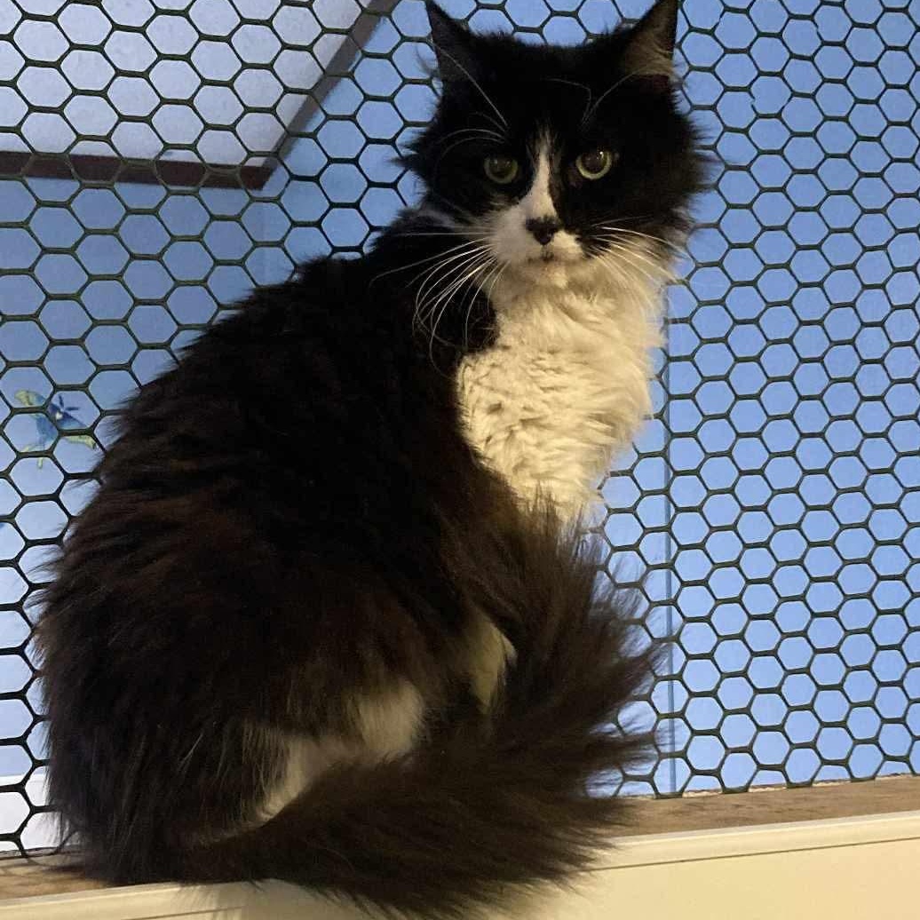 Patches, adopted, Adult Female Domestic Long Hair.