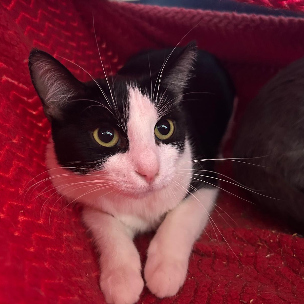 Disco, adoptable, Young Female Domestic Short Hair.