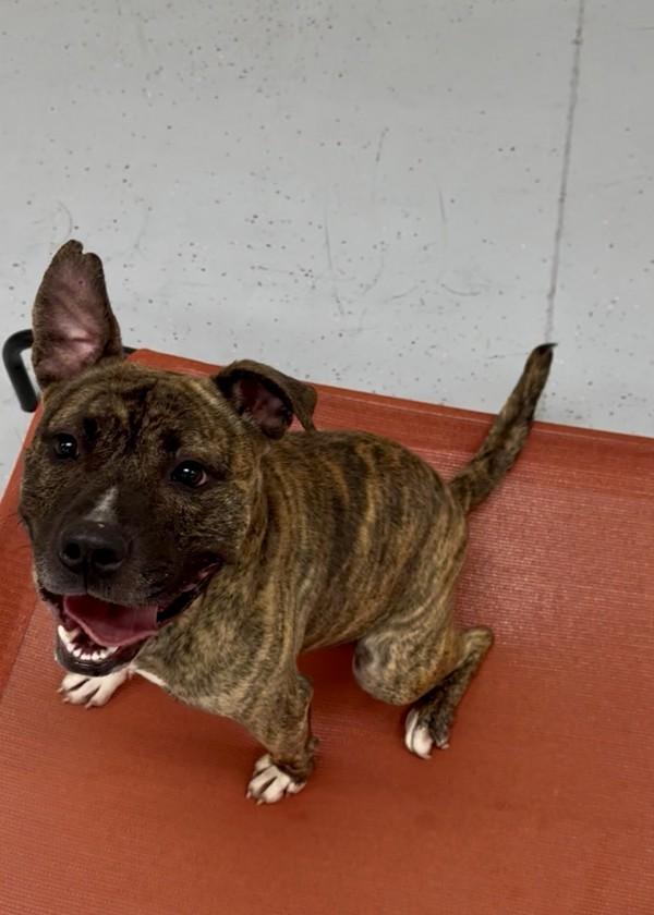 Mr Bean, Adoptable, Adult Male Pit Bull Terrier.