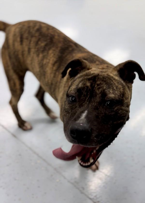 Enlarge Mr Bean, a Adoptable mixed breed in Skillman, NJ image 2/2