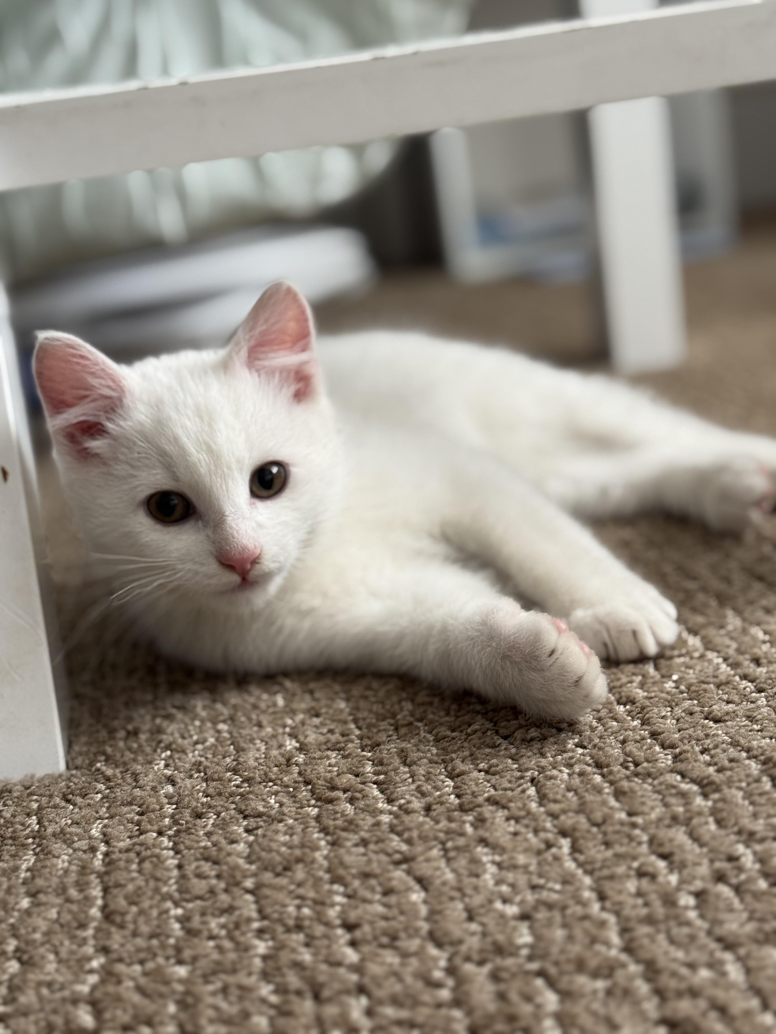 Enlarge Whitaker , an adopted mixed breed in Bonney Lake, WA image 1/4