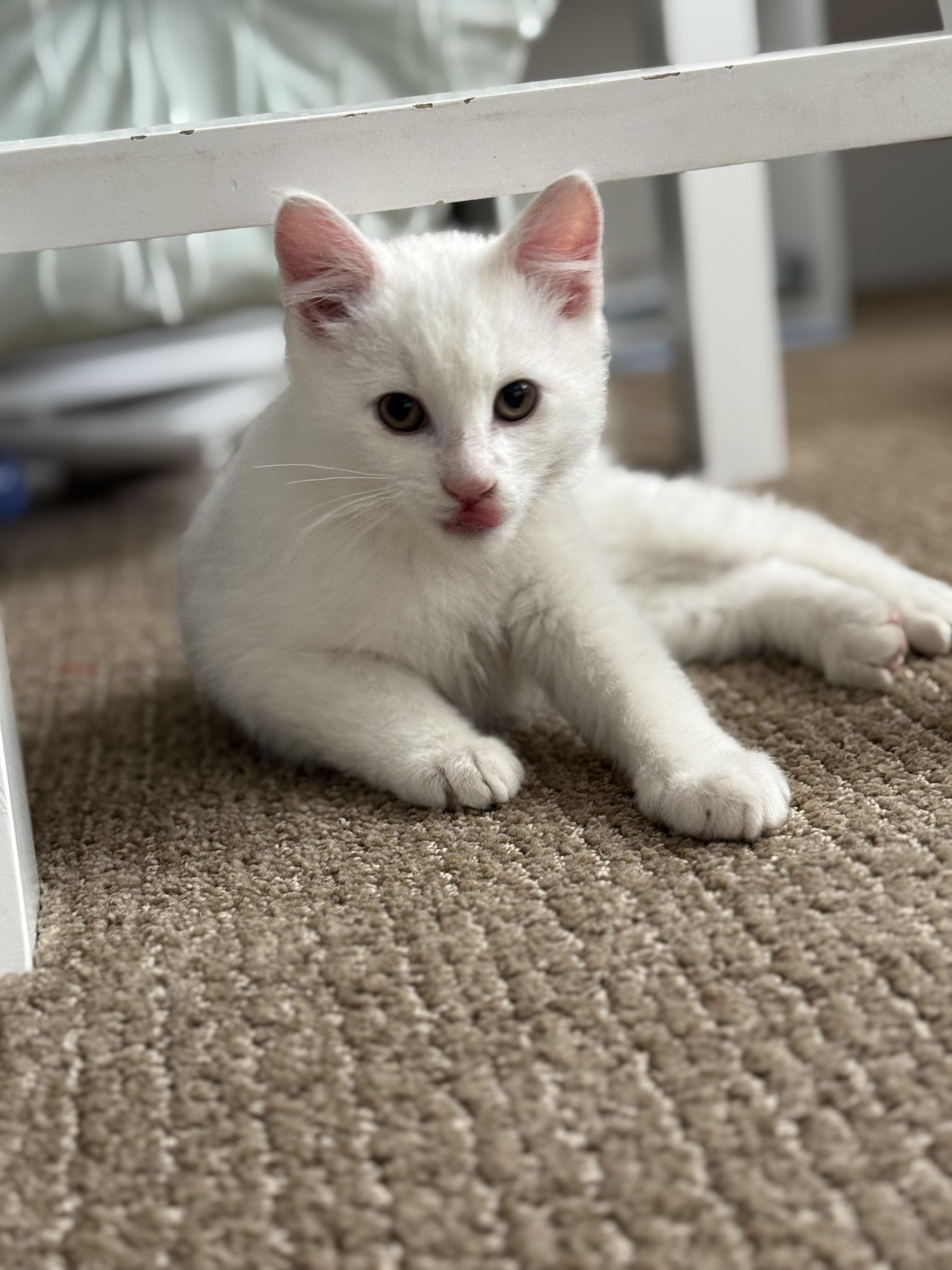 Enlarge Whitaker , an adopted mixed breed in Bonney Lake, WA image 2/4