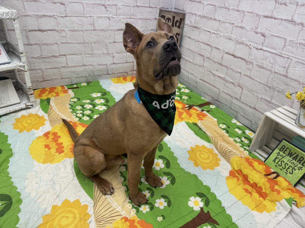 Pyter, Adoptable, Young Male Mixed Breed.