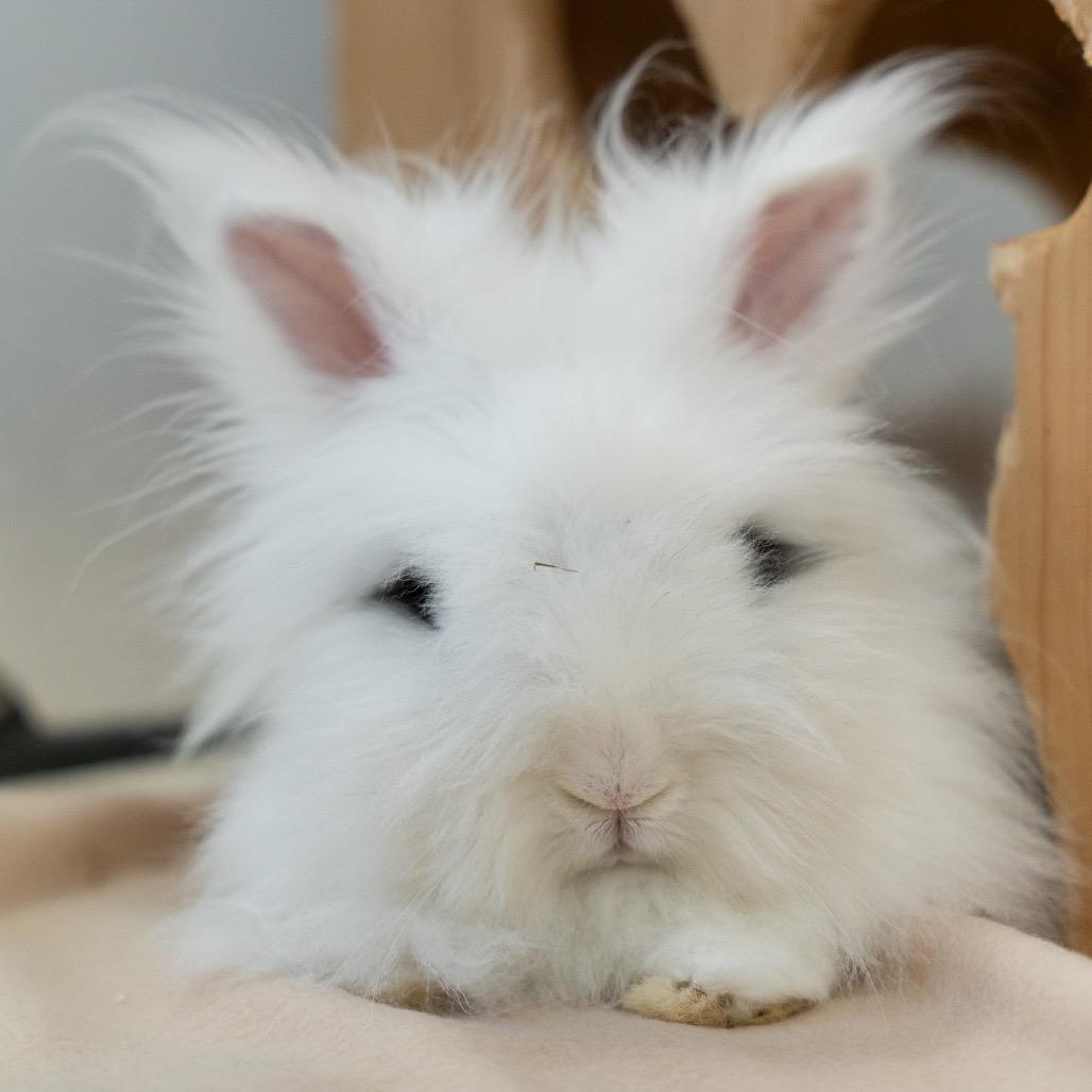 Dill, Adoptable, Adult Male Lionhead & Angora Rabbit.
