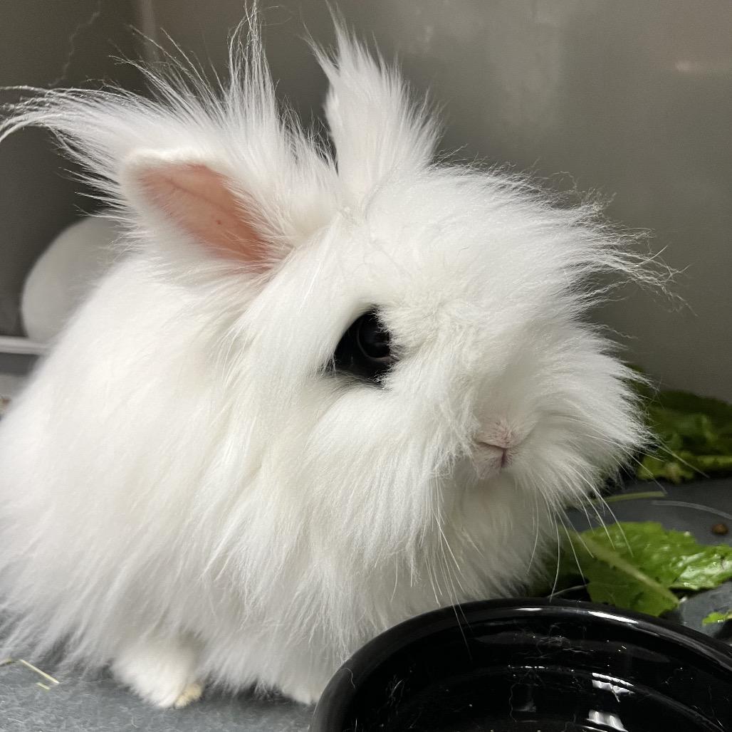 Dill, Adoptable, Adult Male Lionhead & Angora Rabbit.