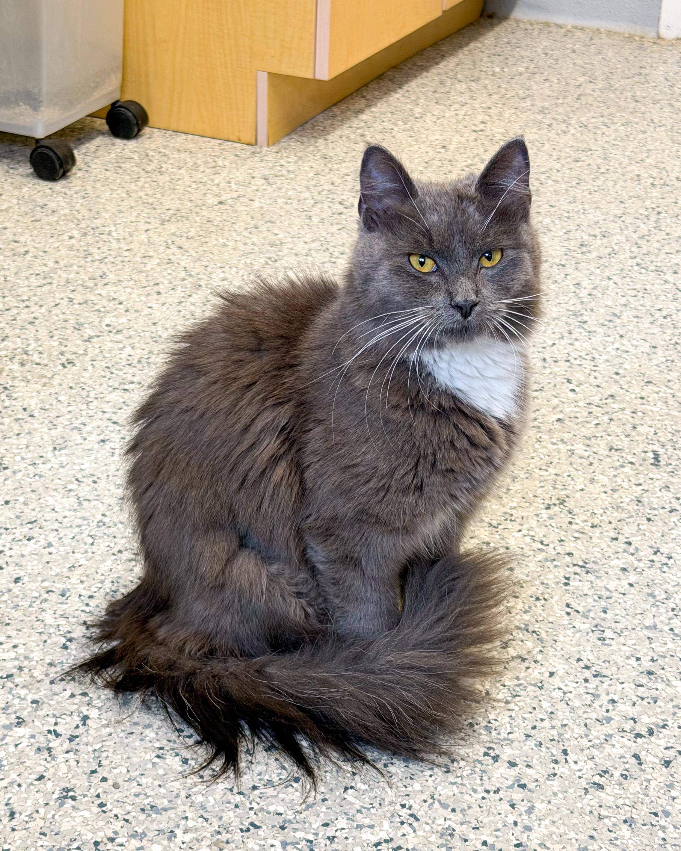 Virginia, Adoptable, Young Female Domestic Medium Hair.