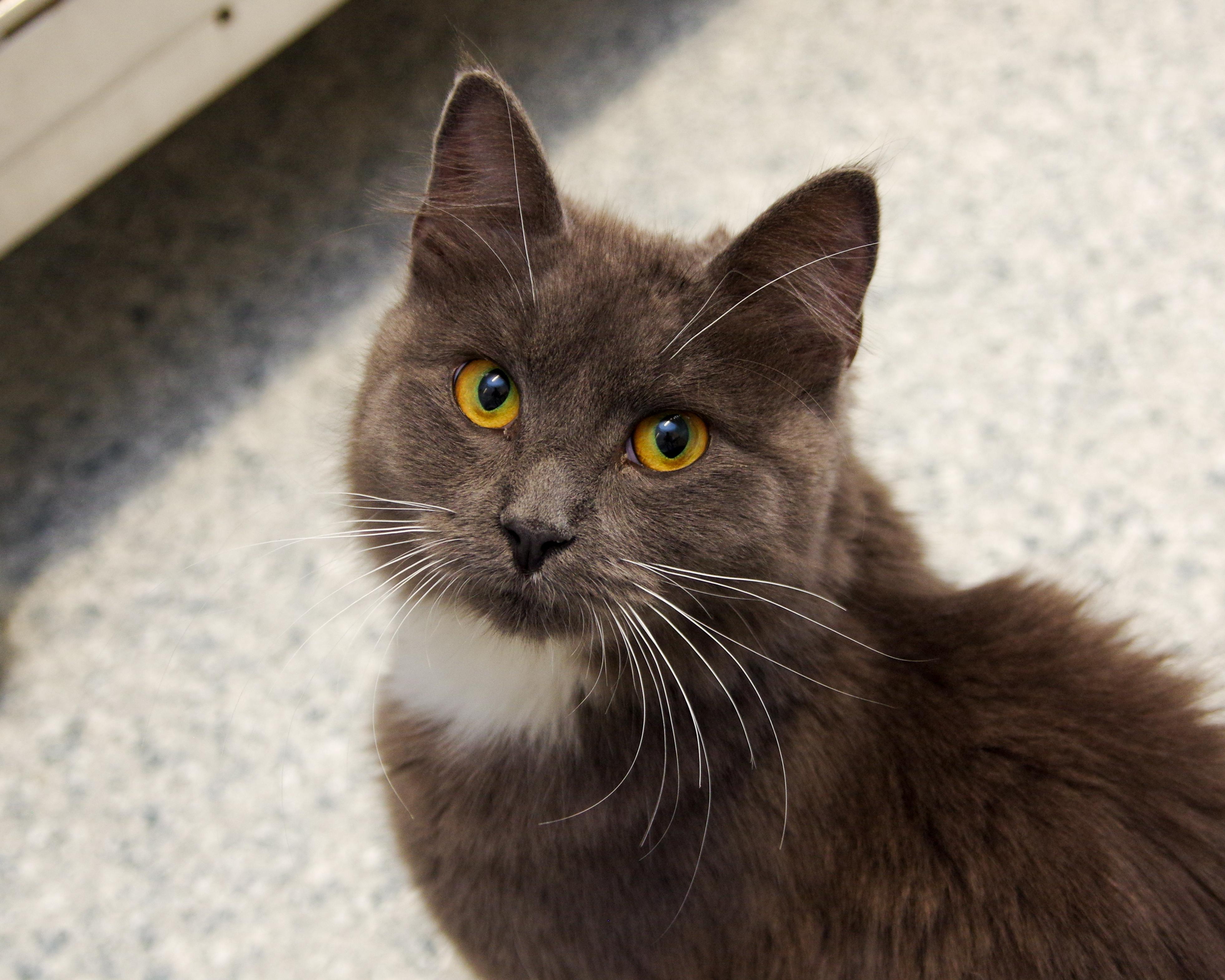 Enlarge Virginia, a Adoptable Domestic Medium Hair in Scituate, MA image 2/3