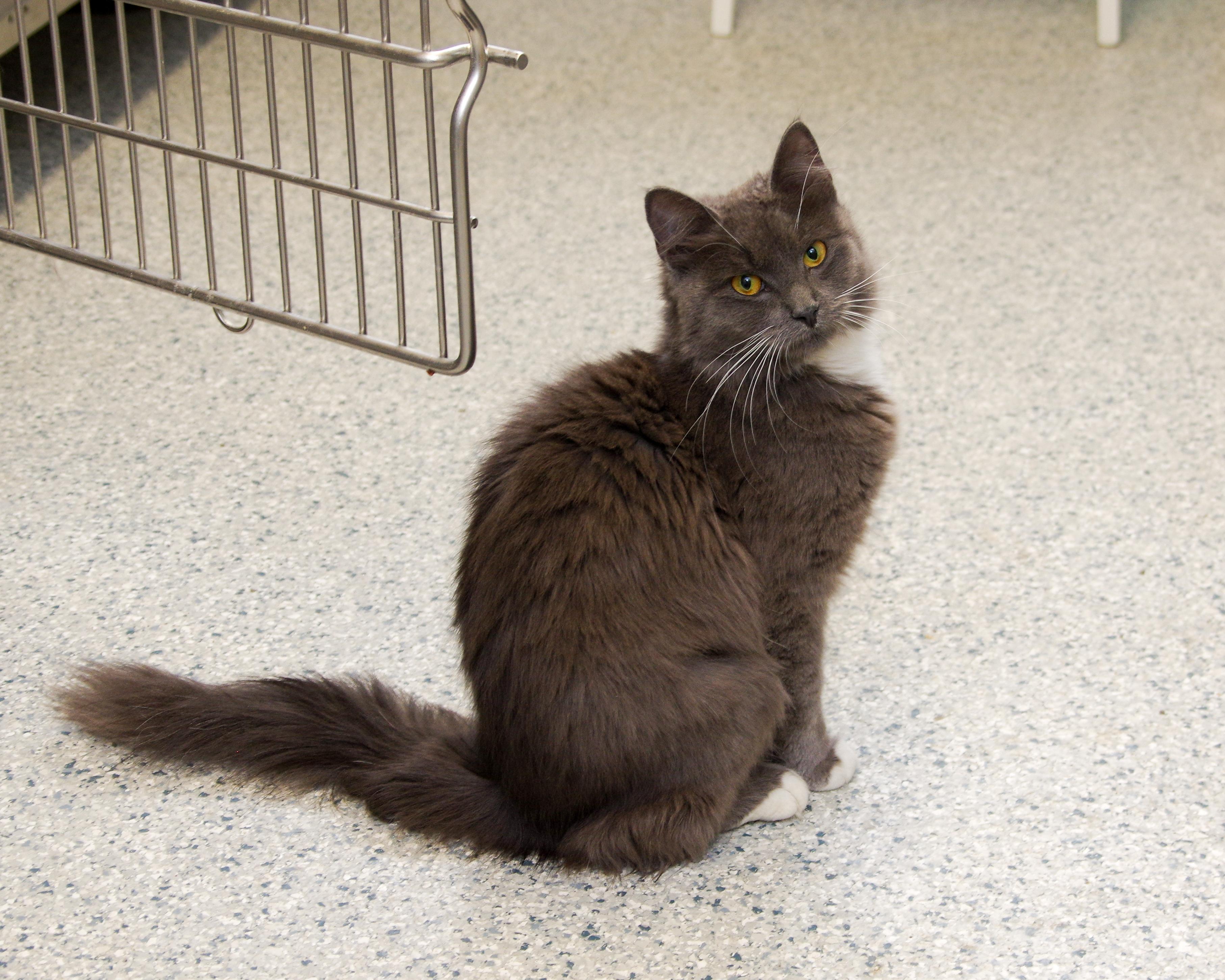 Enlarge Virginia, a Adoptable Domestic Medium Hair in Scituate, MA image 3/3