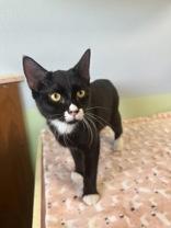 Calvin, ADOPTABLE, Young Male Domestic Short Hair.
