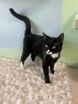 Calvin, a ADOPTABLE mixed breed in Englewood, FL image 2/2