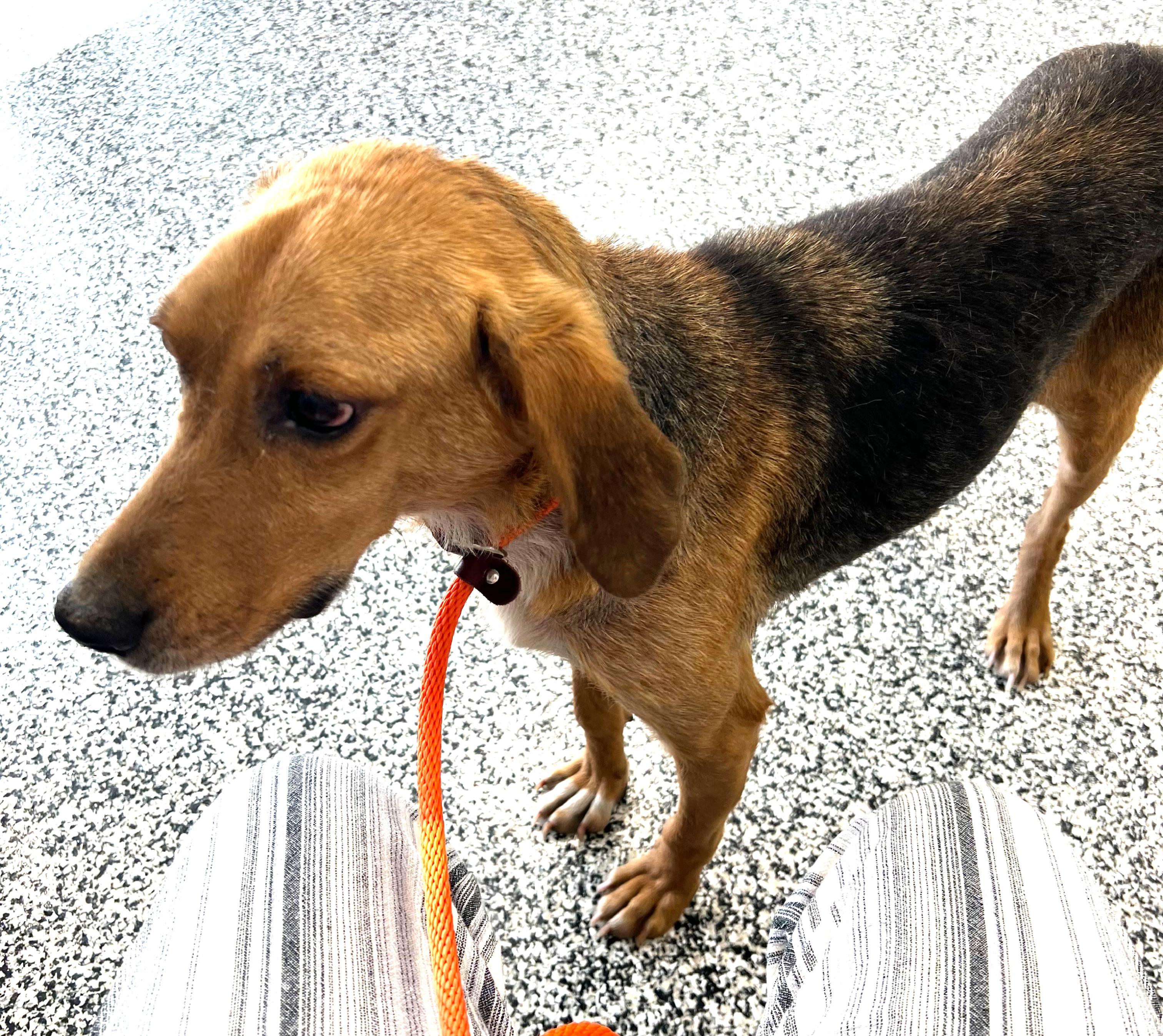 Kentucky, ADOPTABLE, Young Male Black and Tan Coonhound.