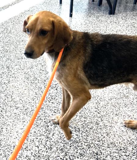 Enlarge Kentucky, a ADOPTABLE mixed breed in Lexington, MA image 4/4