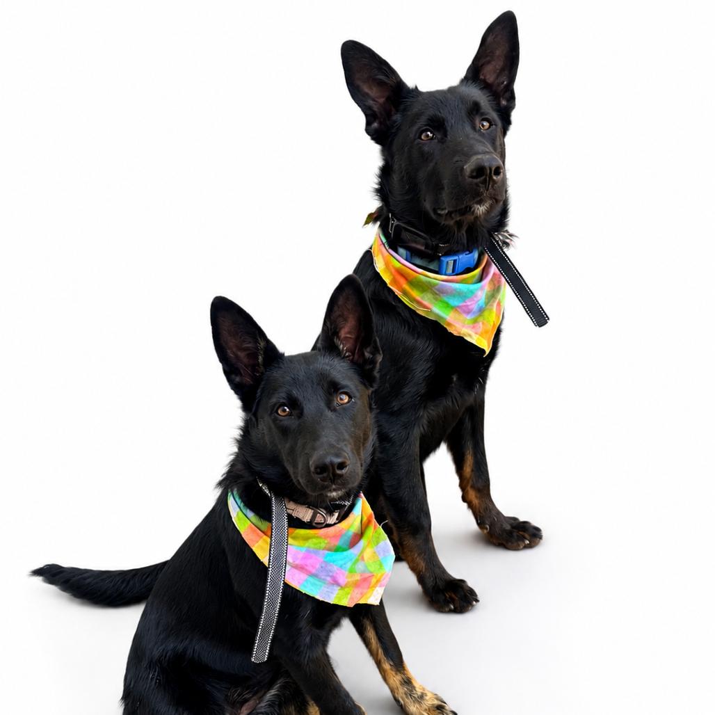 Enlarge Francesca, a Adoptable mixed breed in Long Beach, CA image 1/1