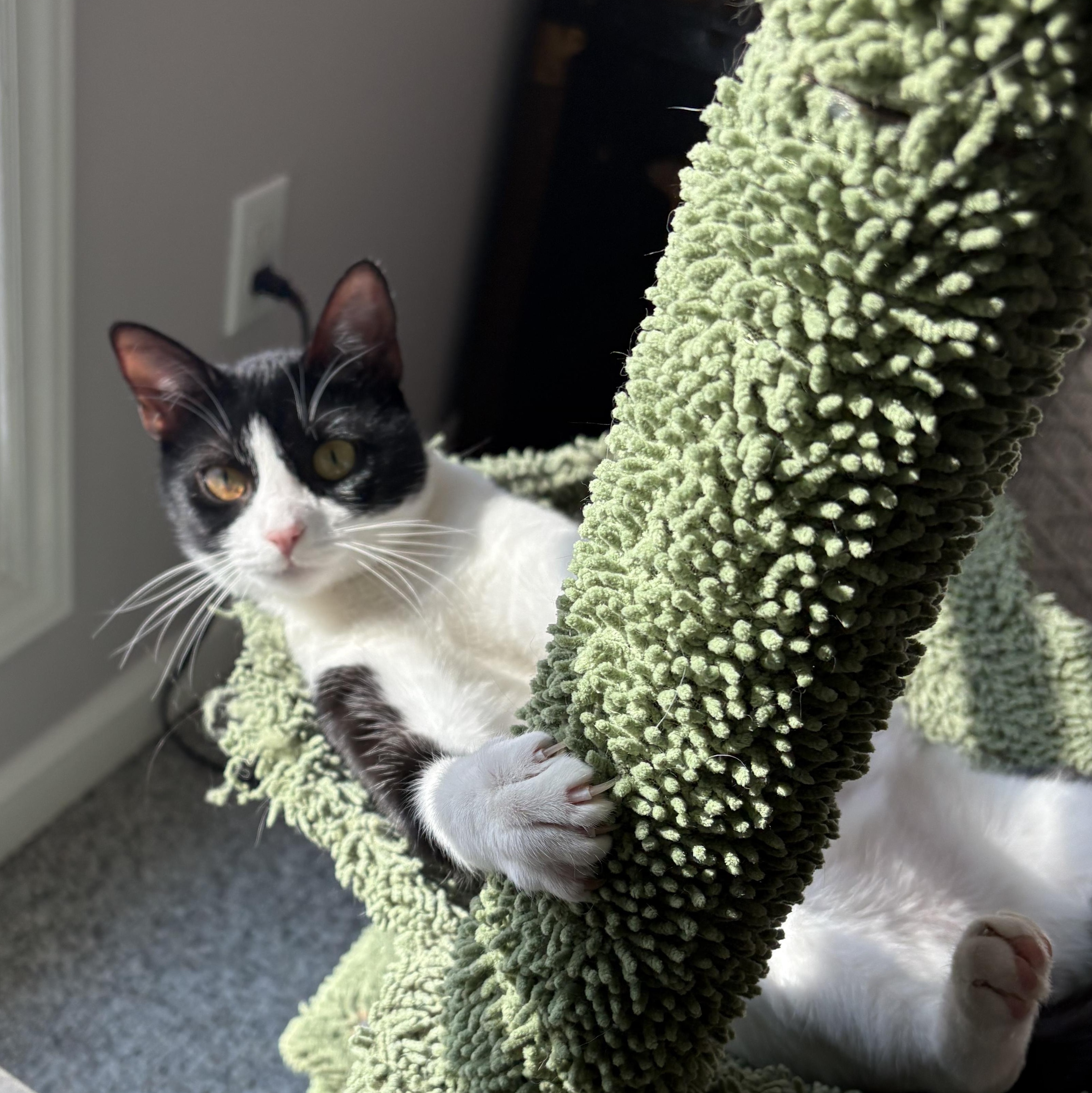 Ellie, Adoptable, Young Female Domestic Short Hair.