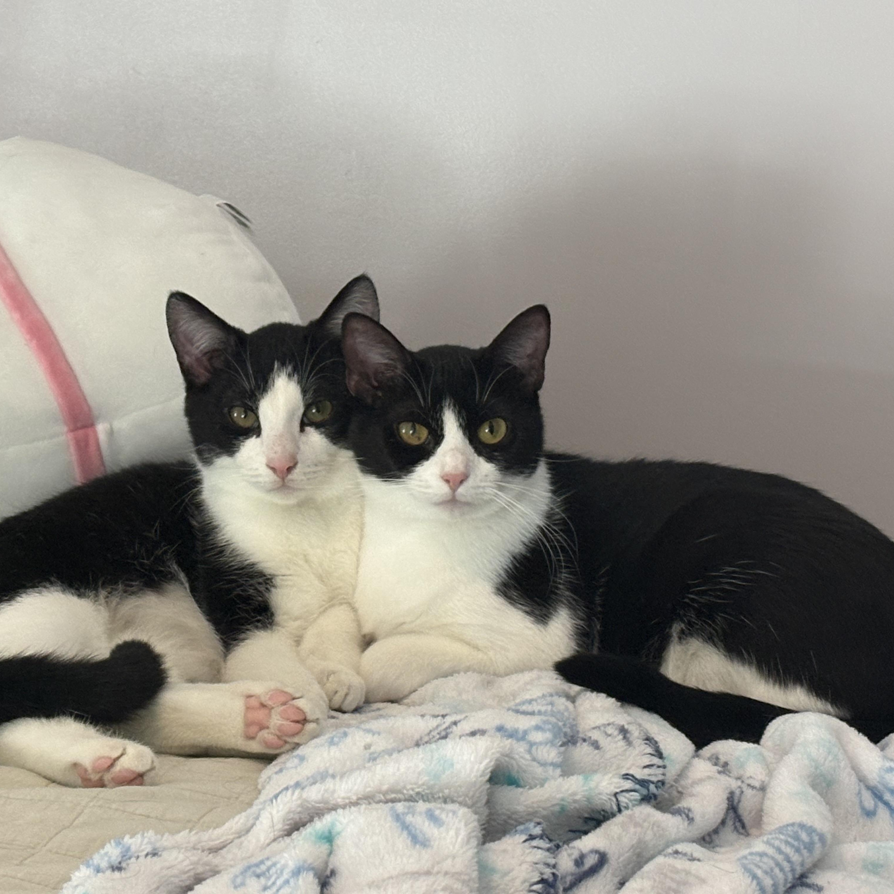 Enlarge Ellie, a Adoptable Domestic Short Hair in Hickory, NC image 2/6