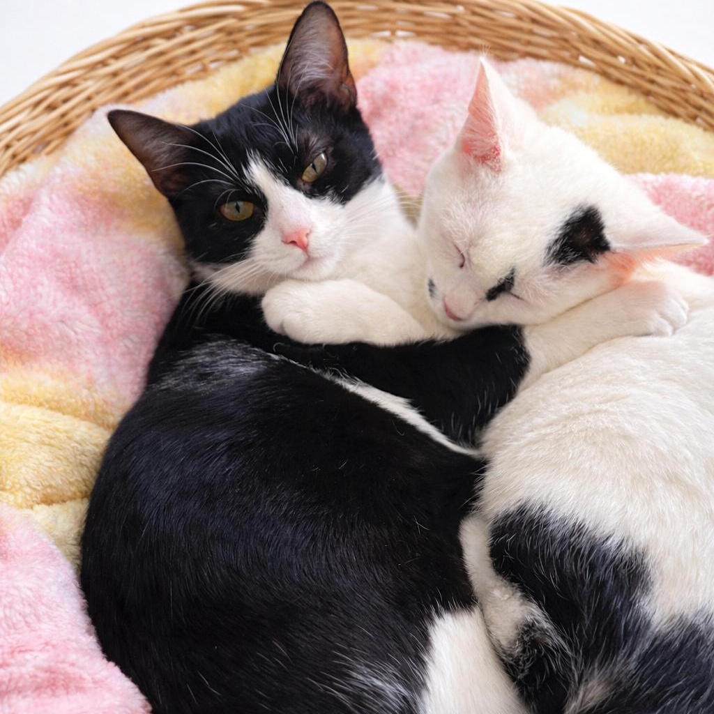 Enlarge Ellie, a Adoptable Domestic Short Hair in Hickory, NC image 4/6